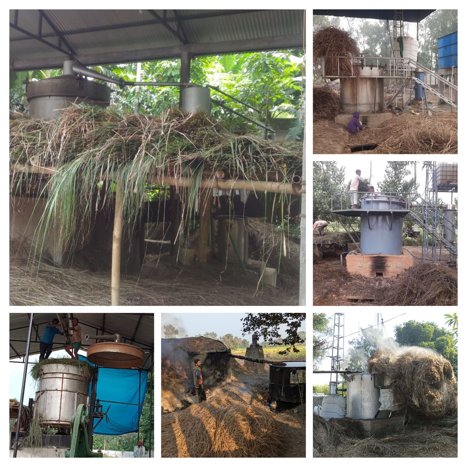 Fresh botanicals being steam-distilled into essential oil at a Yathaavat facility