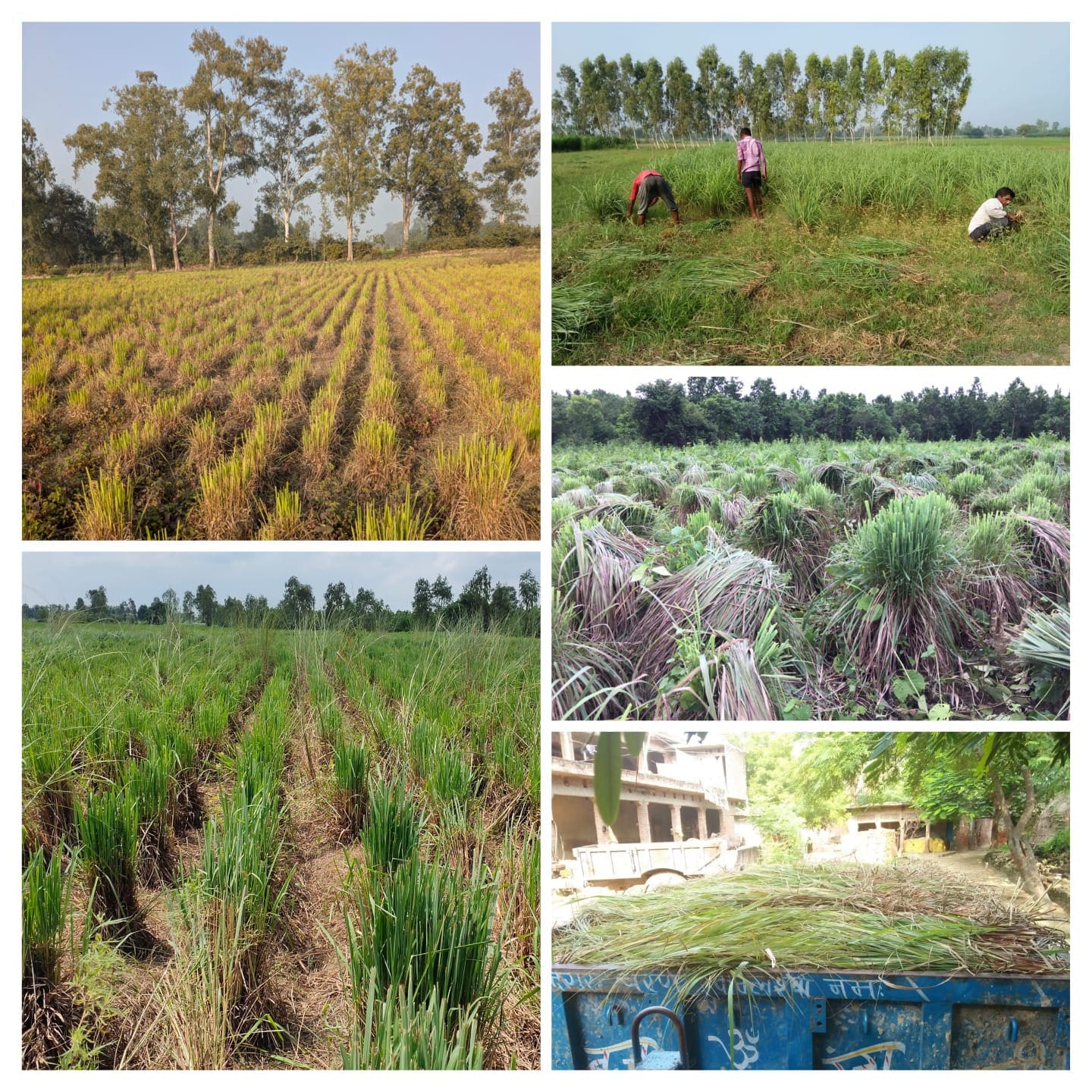 Yathaavat field team harvesting lemongrass across farmer clusters