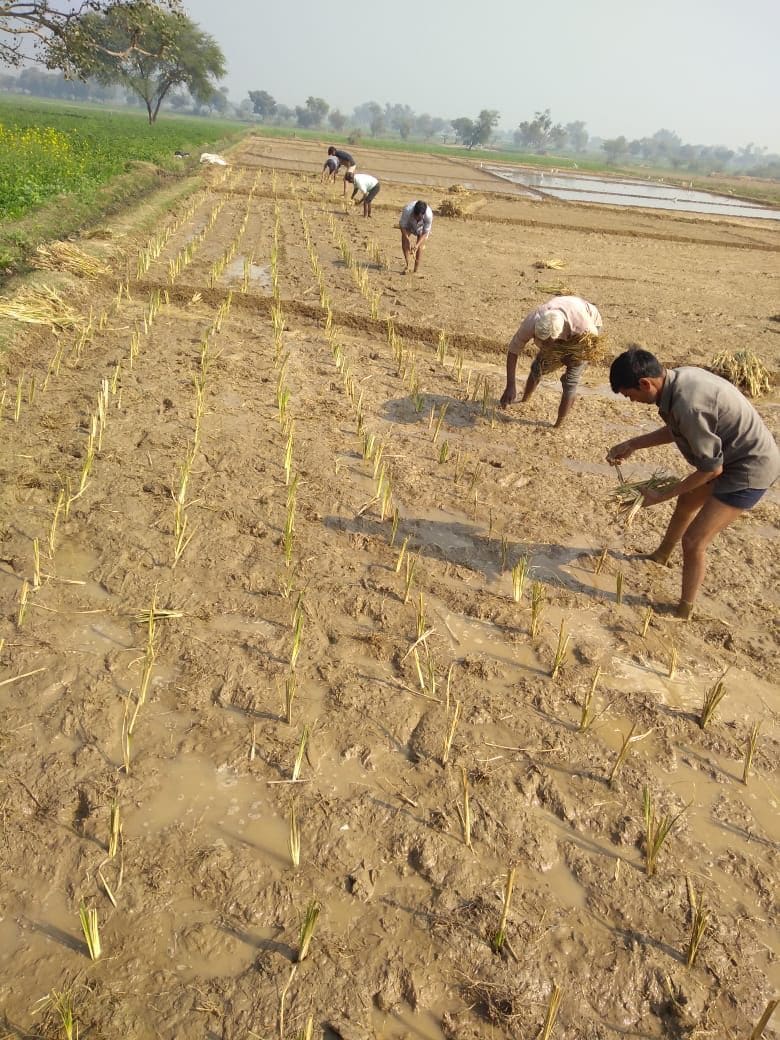Yathaavat farmers transplanting botanicals in the field